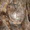 C- ZAKYNTHOS versteend hout wasbak 49 x 43 x 90 cm